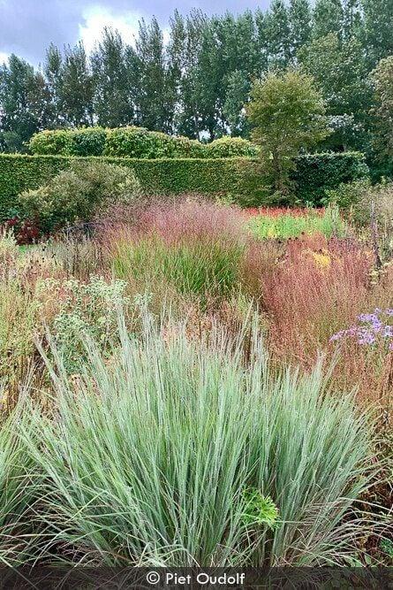G0199 Grass, Schizachyrium Scoparium 'ha Ha Tonka' - View 4 from www redcrocus com