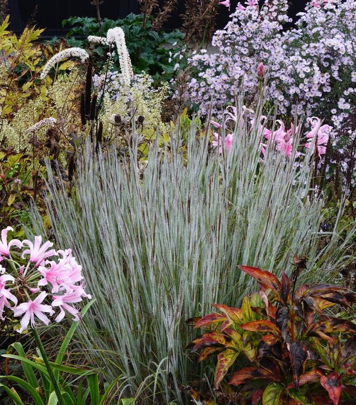 G0199 Grass, Schizachyrium Scoparium 'ha Ha Tonka' - View 6 from www redcrocus com