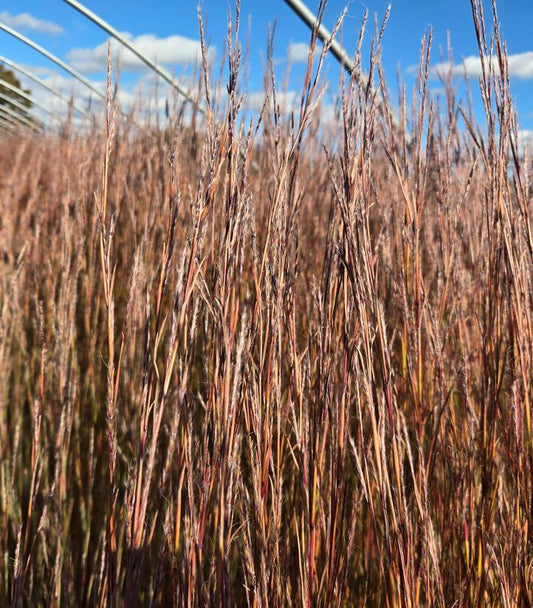 G0199 Grass, Schizachyrium Scoparium 'ha Ha Tonka' - View 7 from www redcrocus com
