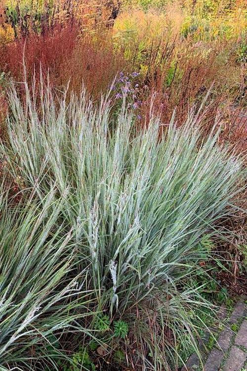G0199 Grass, Schizachyrium Scoparium 'ha Ha Tonka' - View 9 from www redcrocus com