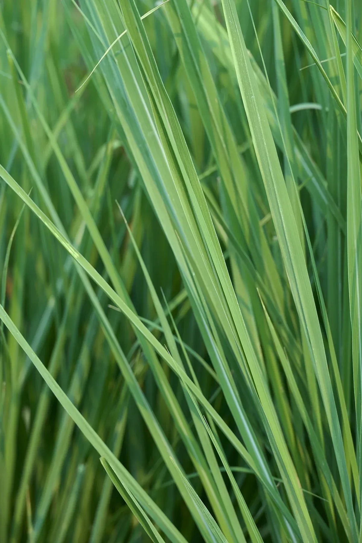 G0201 Grass, Erianthus Ravennae - View 10 from www redcrocus com