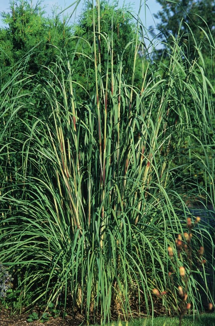 G0201 Grass, Erianthus Ravennae - View 18 from www redcrocus com