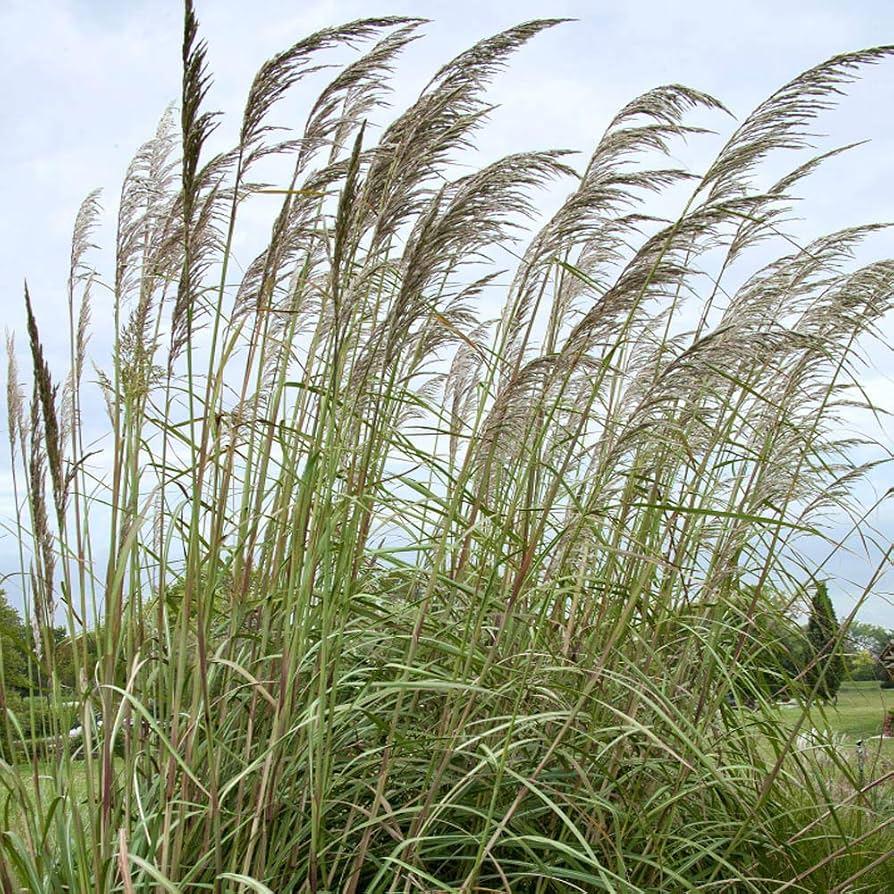 G0201 Grass, Erianthus Ravennae - View 19 from www redcrocus com