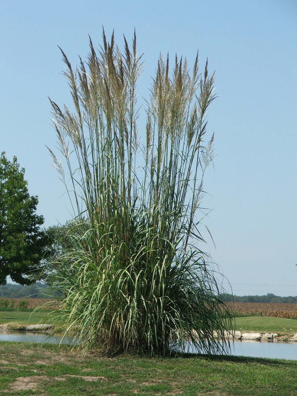 G0201 Grass, Erianthus Ravennae - View 22 from www redcrocus com