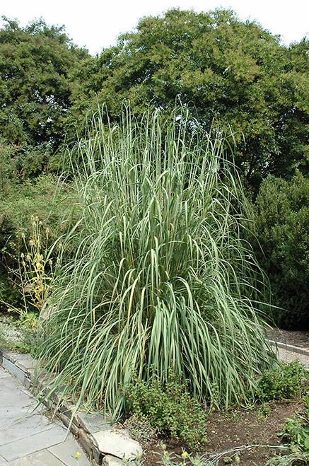 G0201 Grass, Erianthus Ravennae - View 29 from www redcrocus com