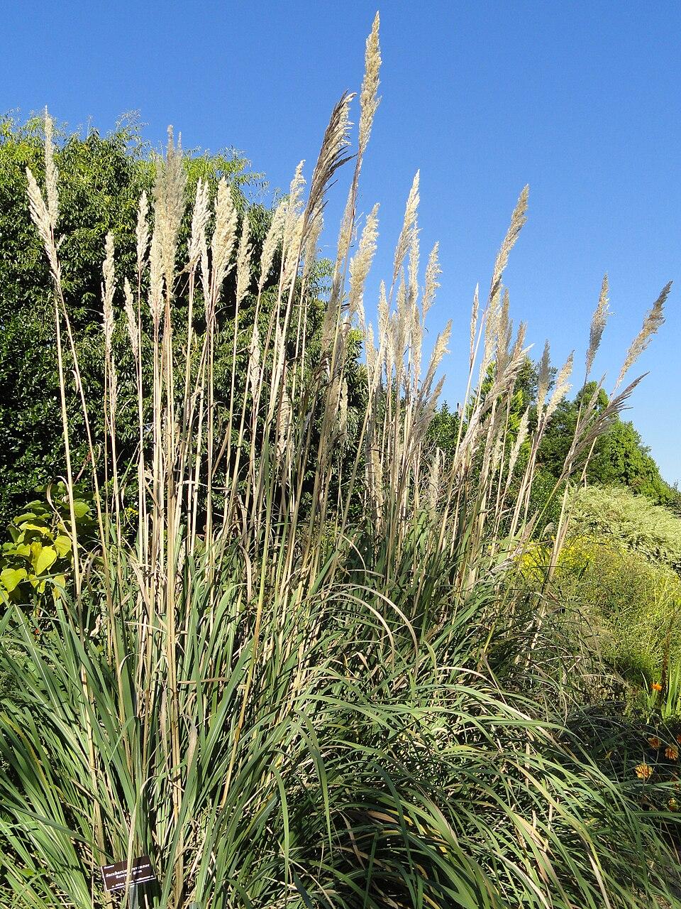 G0201 Grass, Erianthus Ravennae - View 30 from www redcrocus com