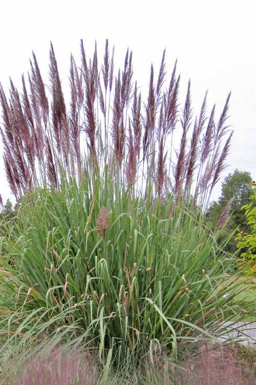 G0201 Grass, Erianthus Ravennae - View 8 from www redcrocus com