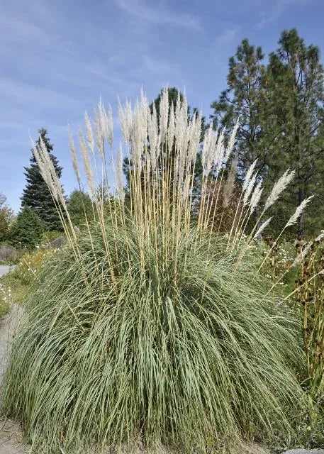 G0201 Grass, Erianthus Ravennae - View 9 from www redcrocus com