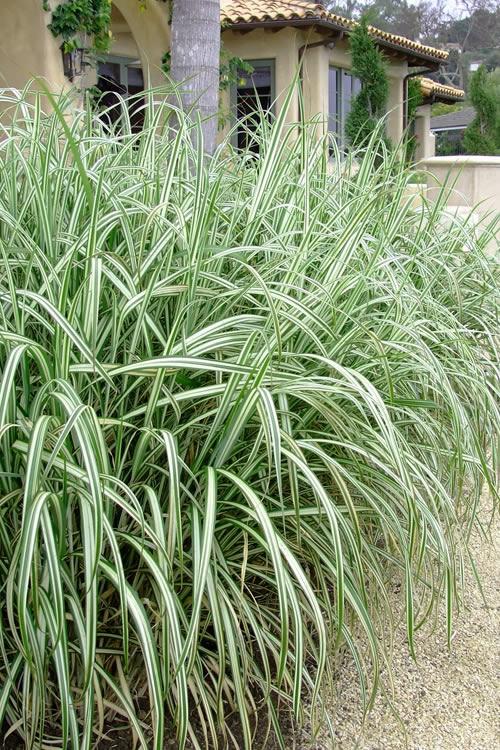 G0204 Grass, Miscanthus Sin  'variegatus' - View 10 from www redcrocus com