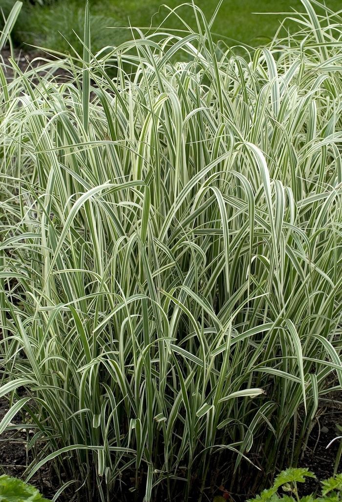 G0204 Grass, Miscanthus Sin  'variegatus' - View 12 from www redcrocus com