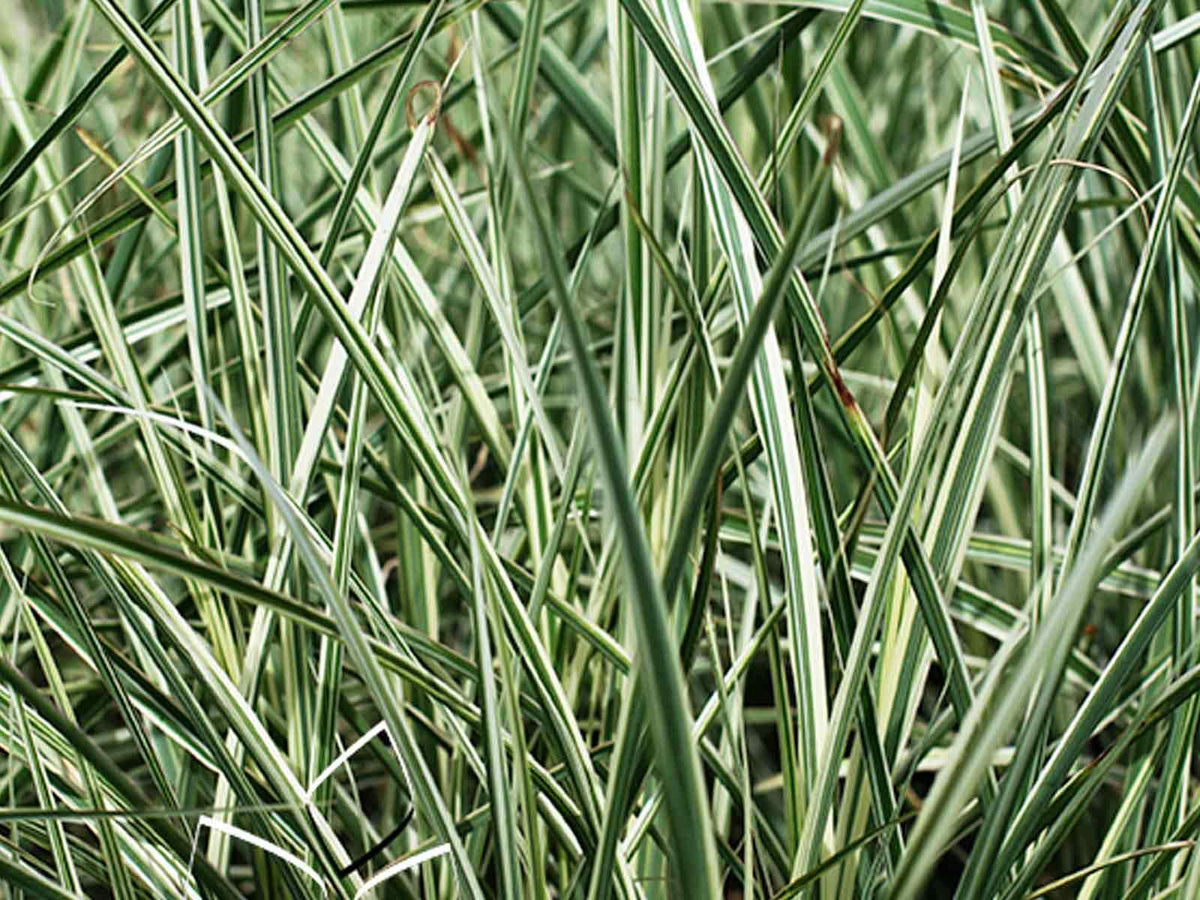 G0204 Grass, Miscanthus Sin  'variegatus' - View 13 from www redcrocus com