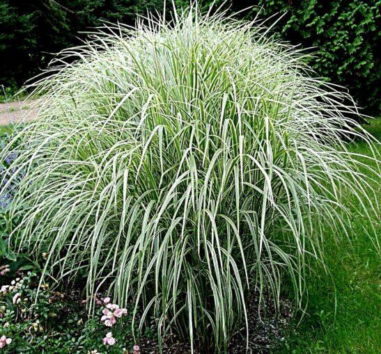 G0204 Grass, Miscanthus Sin  'variegatus' - View 14 from www redcrocus com