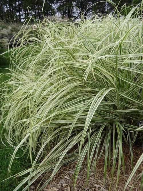 G0204 Grass, Miscanthus Sin  'variegatus' - View 17 from www redcrocus com
