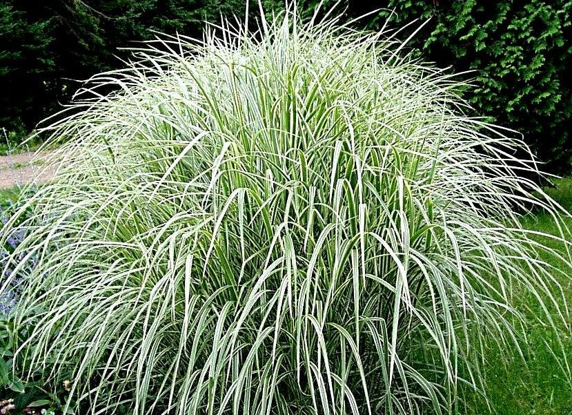 G0204 Grass, Miscanthus Sin  'variegatus' - View 18 from www redcrocus com