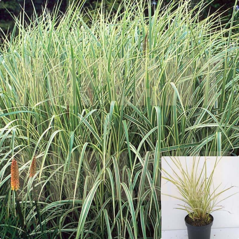 G0204 Grass, Miscanthus Sin  'variegatus' - View 19 from www redcrocus com
