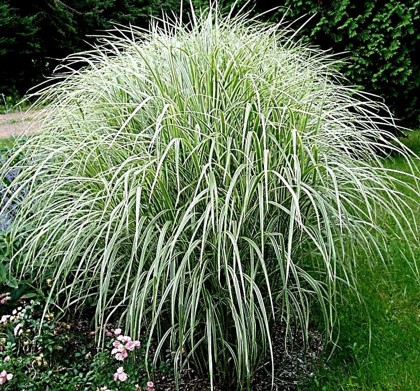 G0204 Grass, Miscanthus Sin  'variegatus' - View 1 from www redcrocus com
