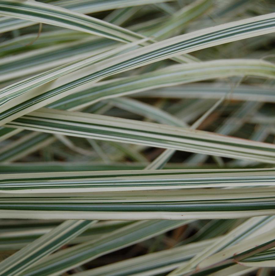 G0204 Grass, Miscanthus Sin  'variegatus' - View 20 from www redcrocus com