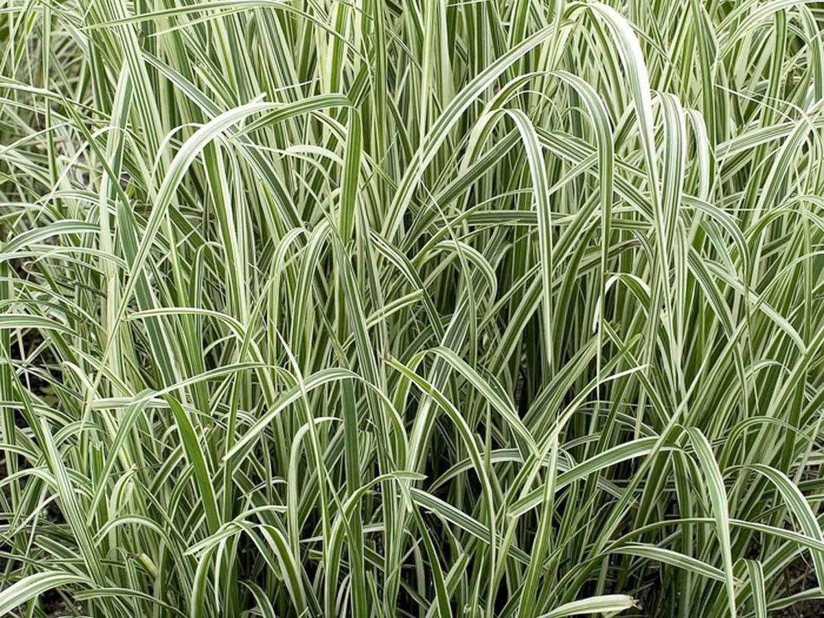 G0204 Grass, Miscanthus Sin  'variegatus' - View 23 from www redcrocus com