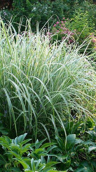 G0204 Grass, Miscanthus Sin  'variegatus' - View 26 from www redcrocus com