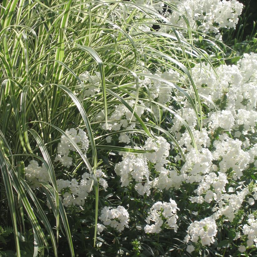 G0204 Grass, Miscanthus Sin  'variegatus' - View 27 from www redcrocus com