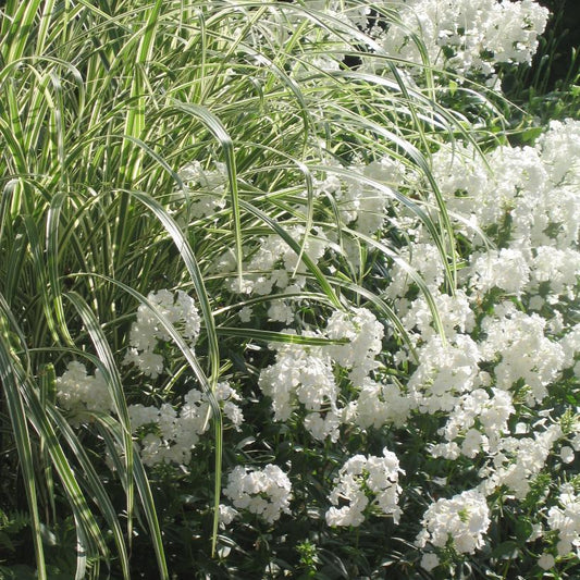 G0204 Grass, Miscanthus Sin  'variegatus' - View 27 from www redcrocus com