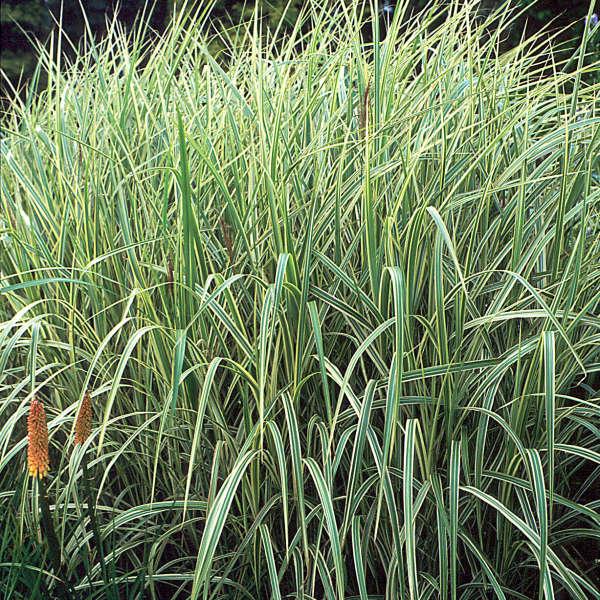 G0204 Grass, Miscanthus Sin  'variegatus' - View 28 from www redcrocus com
