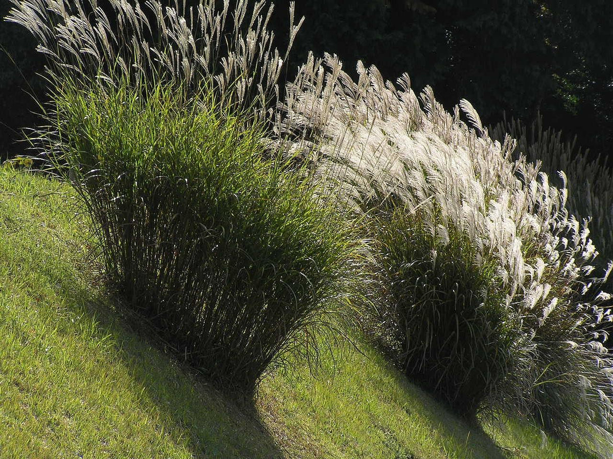 G0204 Grass, Miscanthus Sin  'variegatus' - View 29 from www redcrocus com