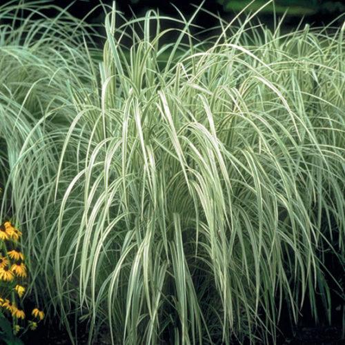 G0204 Grass, Miscanthus Sin  'variegatus' - View 30 from www redcrocus com