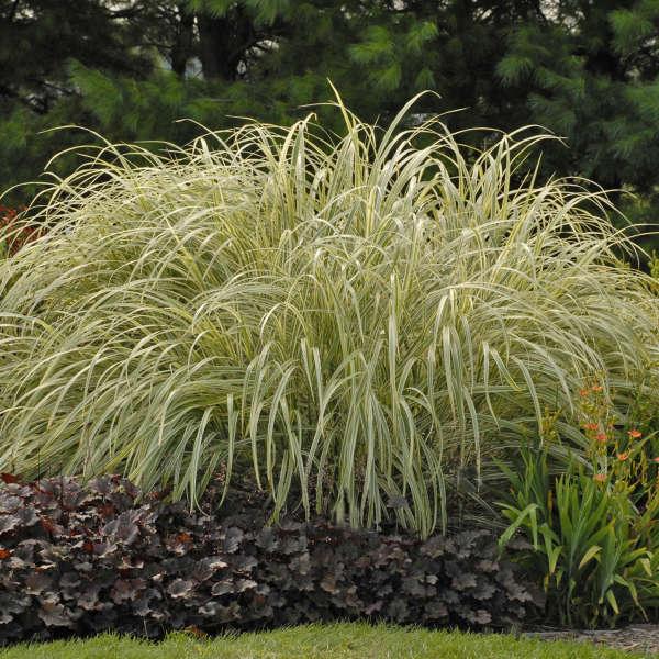 G0204 Grass, Miscanthus Sin  'variegatus' - View 32 from www redcrocus com