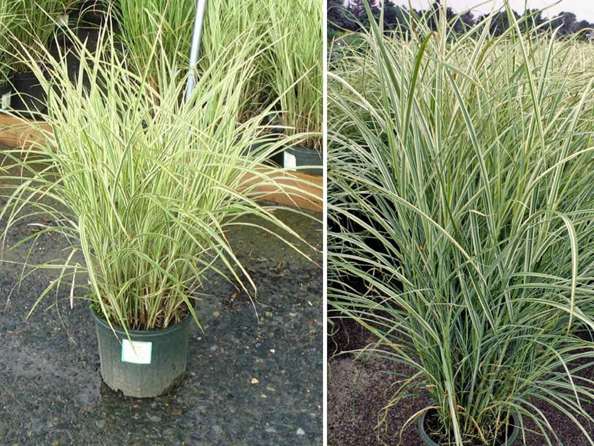 G0204 Grass, Miscanthus Sin  'variegatus' - View 33 from www redcrocus com