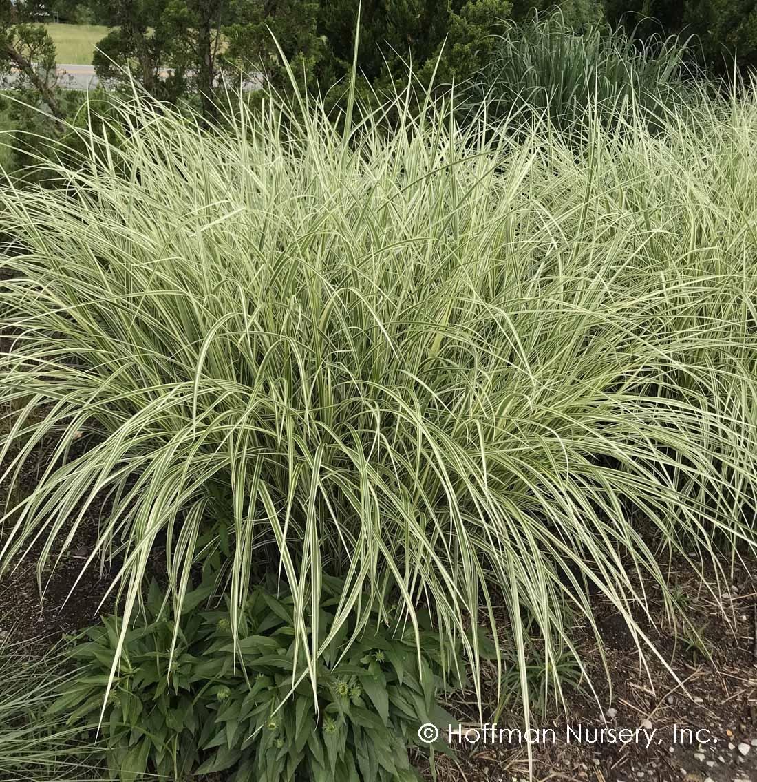 G0204 Grass, Miscanthus Sin  'variegatus' - View 3 from www redcrocus com