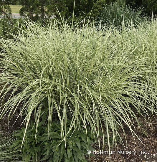 G0204 Grass, Miscanthus Sin  'variegatus' - View 3 from www redcrocus com