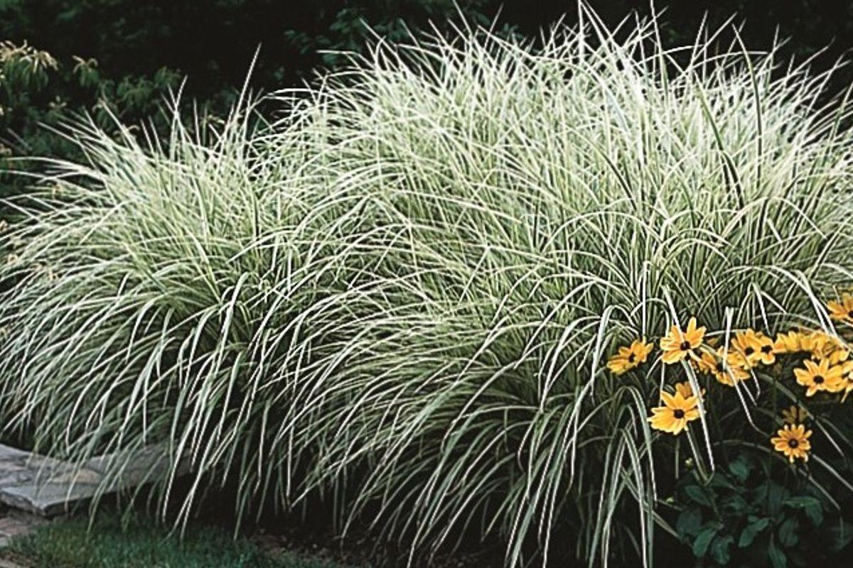 G0204 Grass, Miscanthus Sin  'variegatus' - View 4 from www redcrocus com