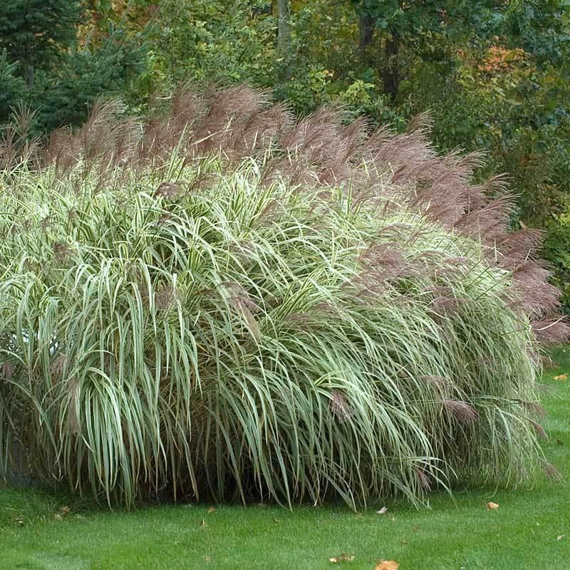 G0204 Grass, Miscanthus Sin  'variegatus' - View 5 from www redcrocus com