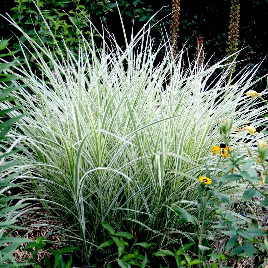 G0204 Grass, Miscanthus Sin  'variegatus' - View 6 from www redcrocus com