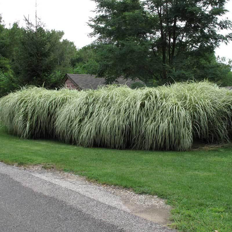 G0204 Grass, Miscanthus Sin  'variegatus' - View 7 from www redcrocus com