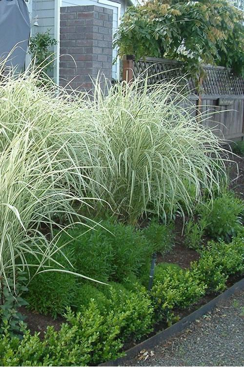 G0204 Grass, Miscanthus Sin  'variegatus' - View 8 from www redcrocus com