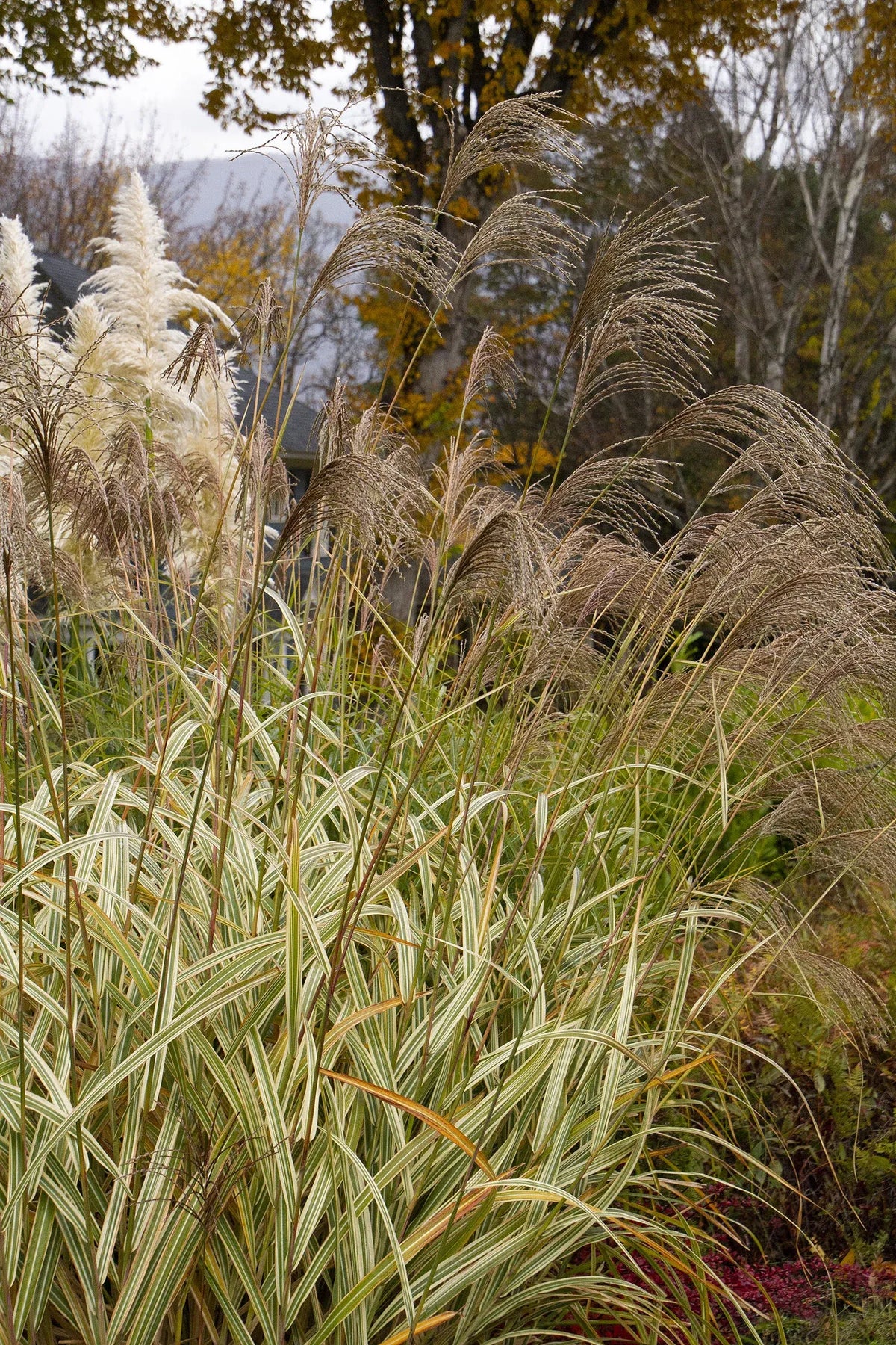 G0204 Grass, Miscanthus Sin  'variegatus' - View 9 from www redcrocus com