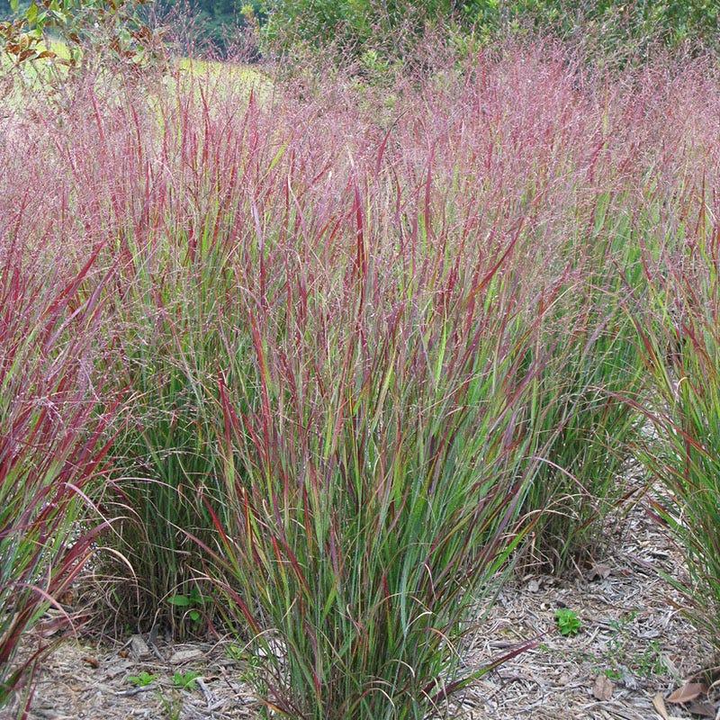 G0007 Grass, Panicum Virgatum 'shenandoah' - View 10 from www redcrocus com