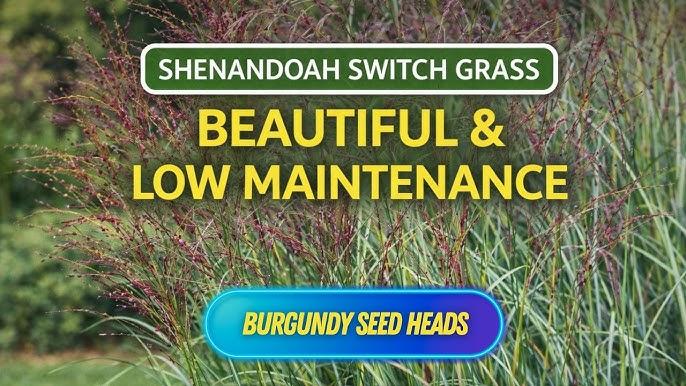 G0007 Grass, Panicum Virgatum 'shenandoah' - View 14 from www redcrocus com