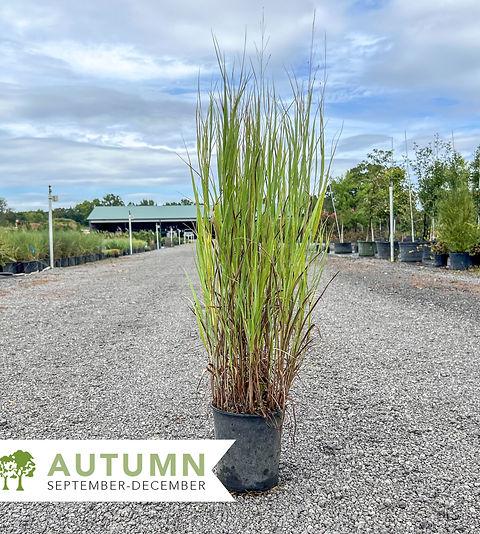 G0007 Grass, Panicum Virgatum 'shenandoah' - View 17 from www redcrocus com