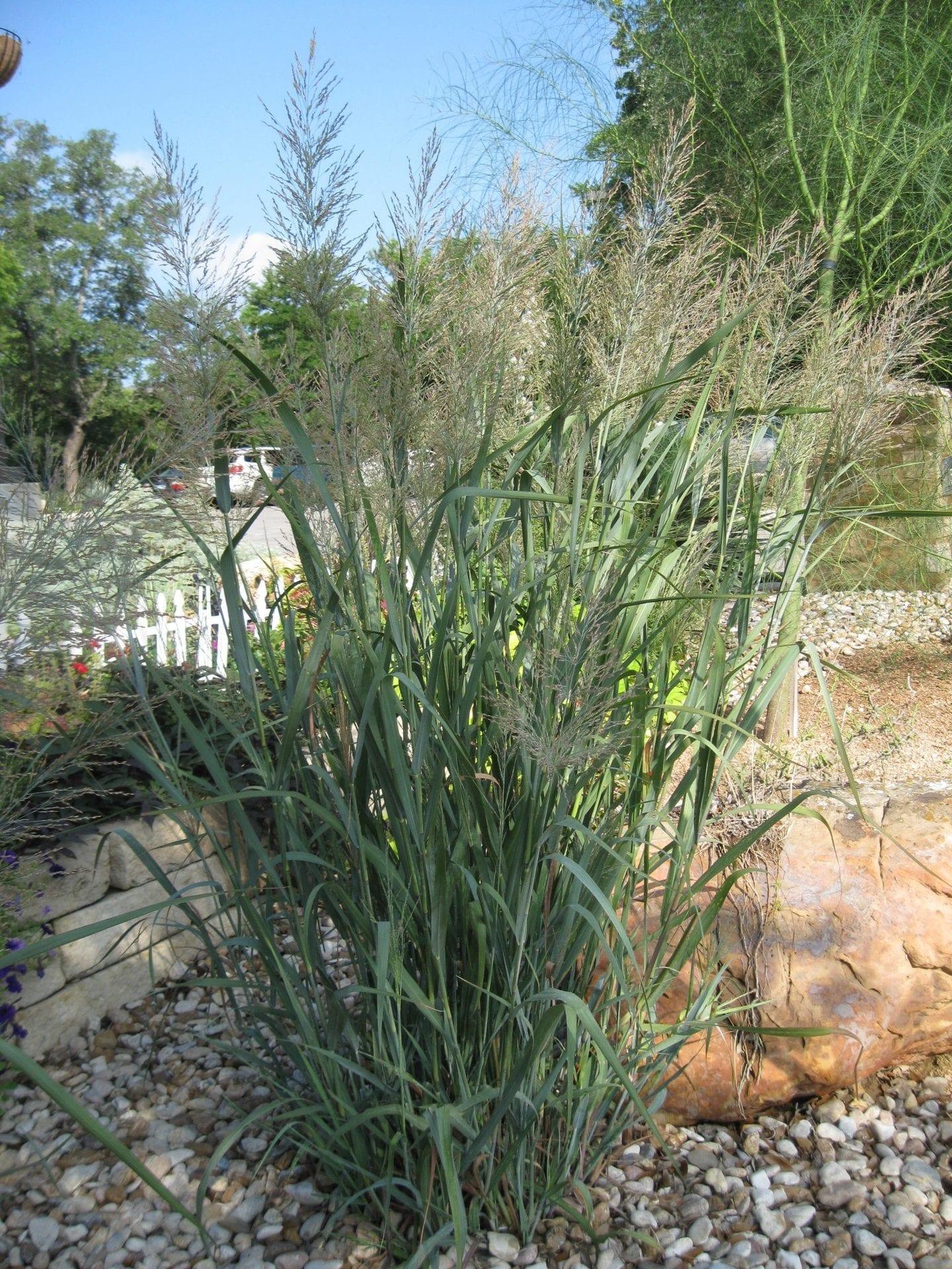 G0007 Grass, Panicum Virgatum 'shenandoah' - View 18 from www redcrocus com