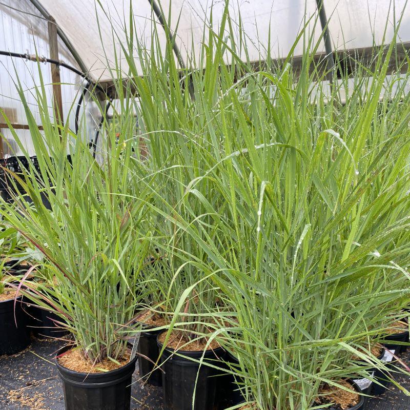 G0007 Grass, Panicum Virgatum 'shenandoah' - View 21 from www redcrocus com