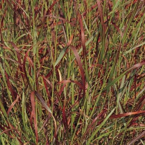 G0007 Grass, Panicum Virgatum 'shenandoah' - View 23 from www redcrocus com