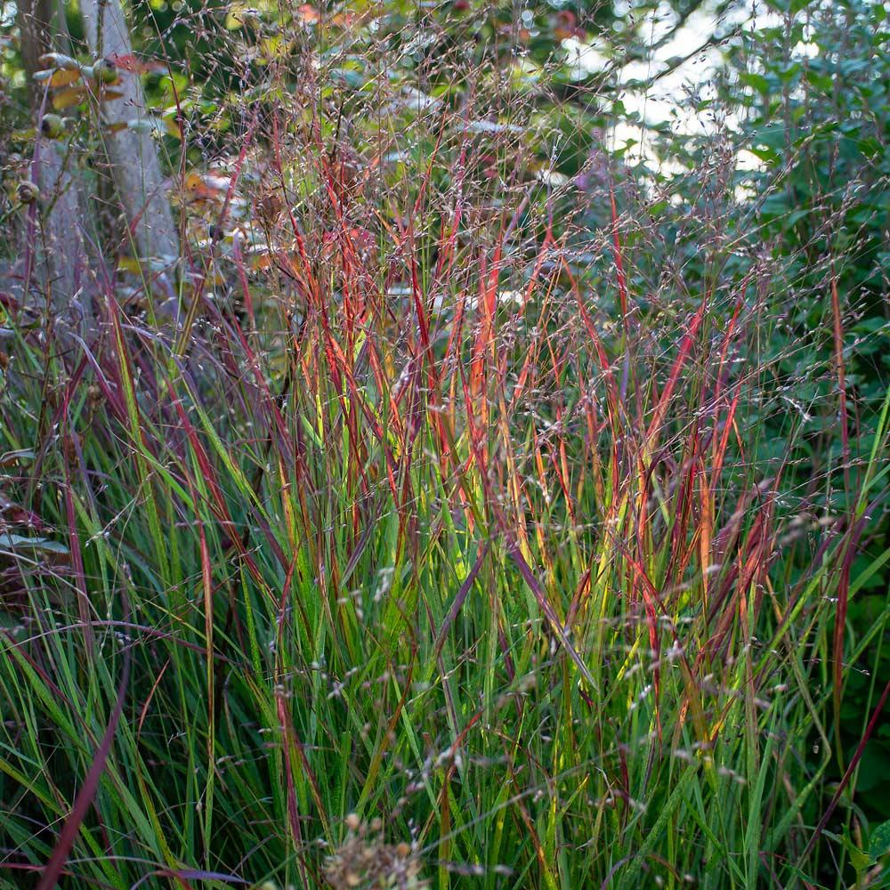 G0007 Grass, Panicum Virgatum 'shenandoah' - View 27 from www redcrocus com