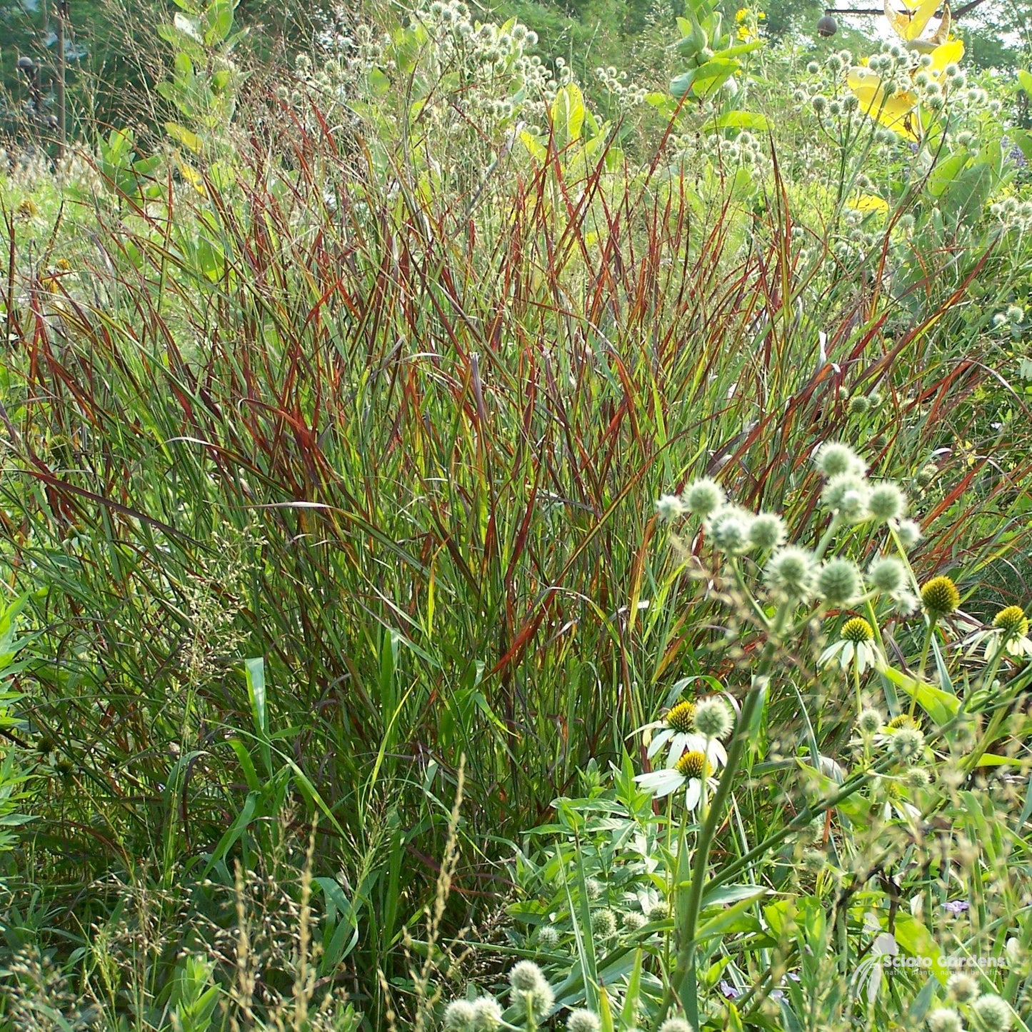 G0007 Grass, Panicum Virgatum 'shenandoah' - View 29 from www redcrocus com