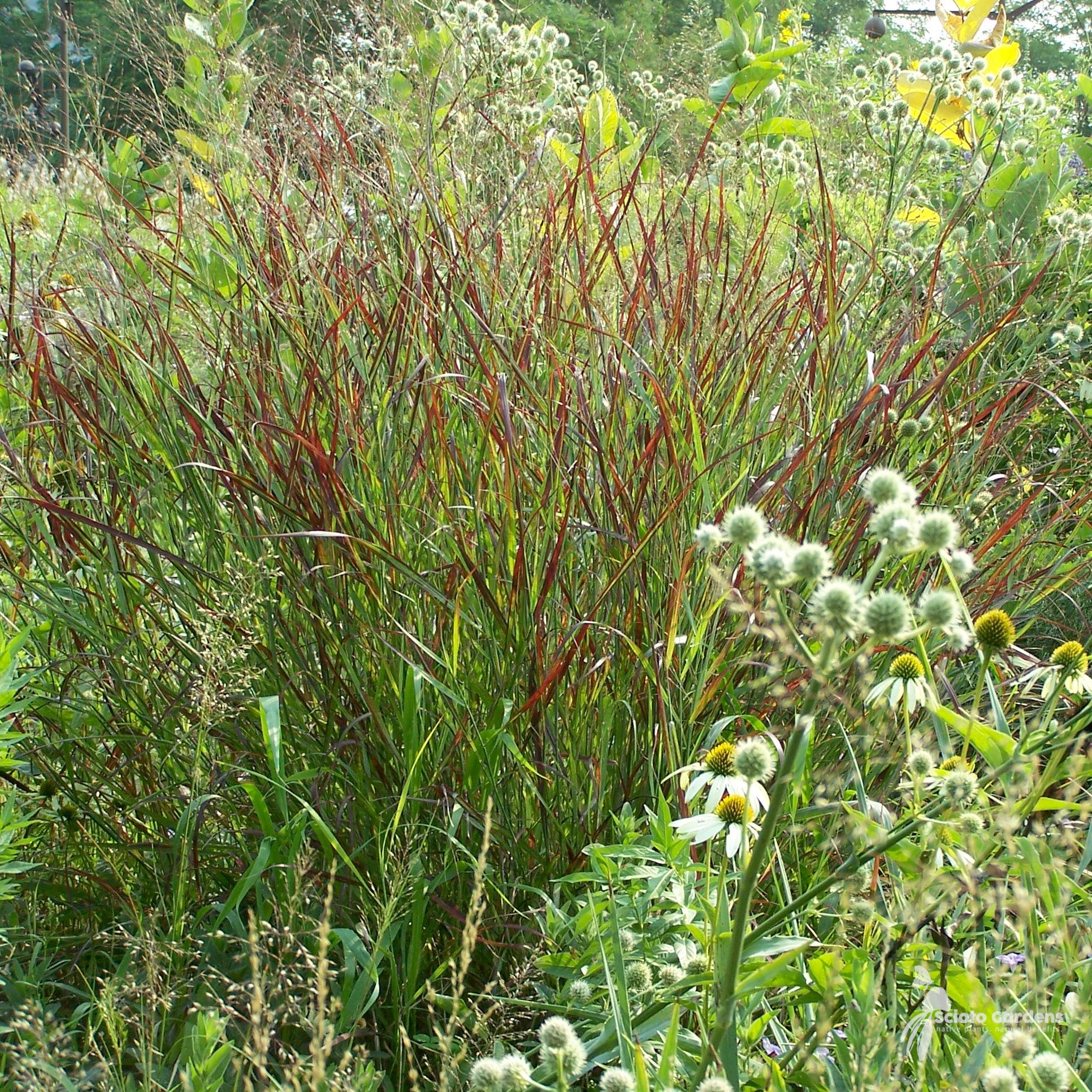G0007 Grass, Panicum Virgatum 'shenandoah' - View 29 from www redcrocus com