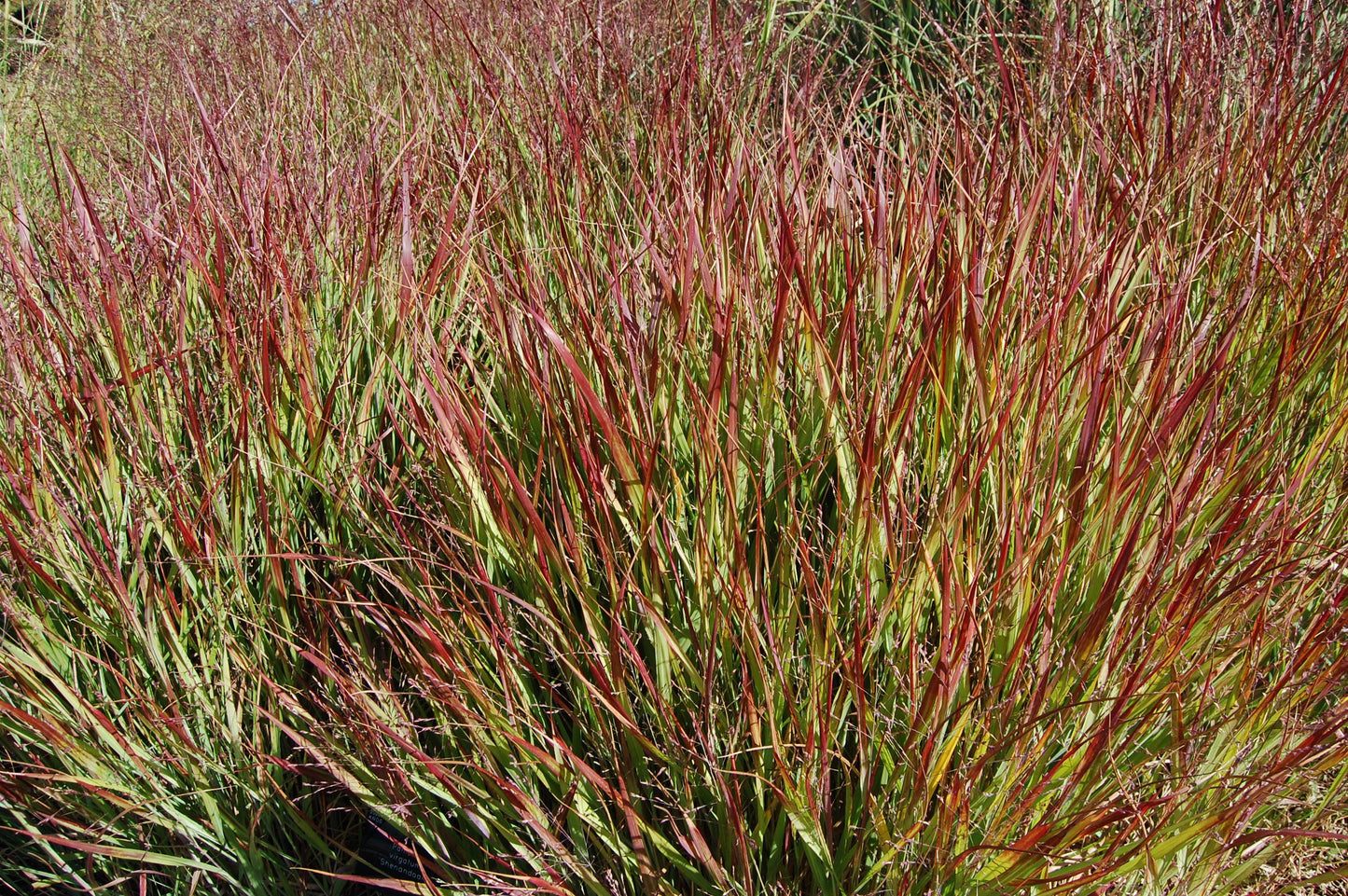G0007 Grass, Panicum Virgatum 'shenandoah' - View 32 from www redcrocus com