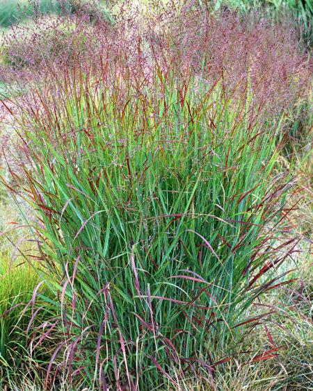 G0007 Grass, Panicum Virgatum 'shenandoah' - View 33 from www redcrocus com