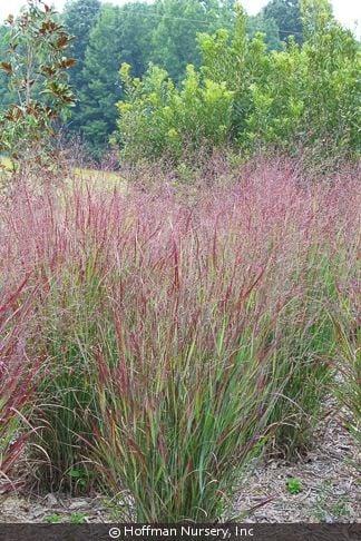 G0007 Grass, Panicum Virgatum 'shenandoah' - View 36 from www redcrocus com